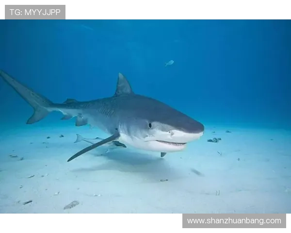 大白鲨3D食人夜血腥复仇潮汐来袭恐怖海域生死逃亡绝命反击